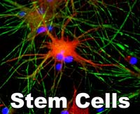 Stem Cell Recovery